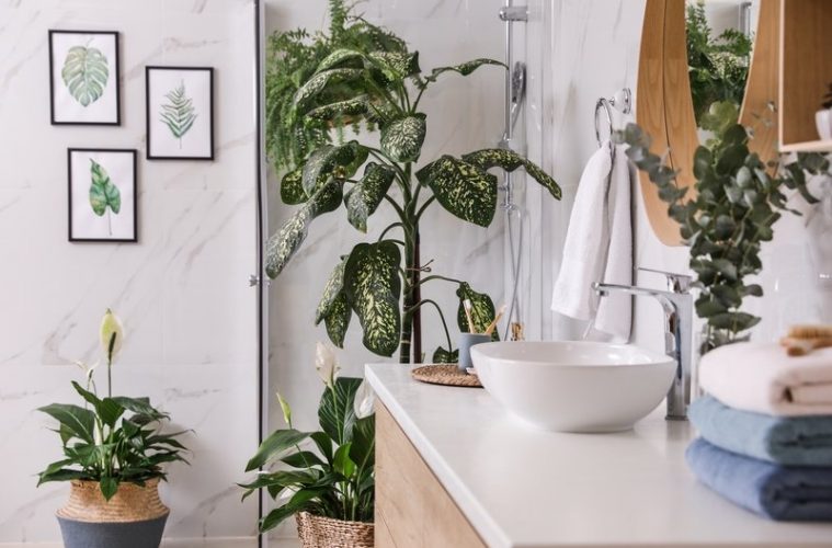 plants-that-thrive-in-the-bathroom