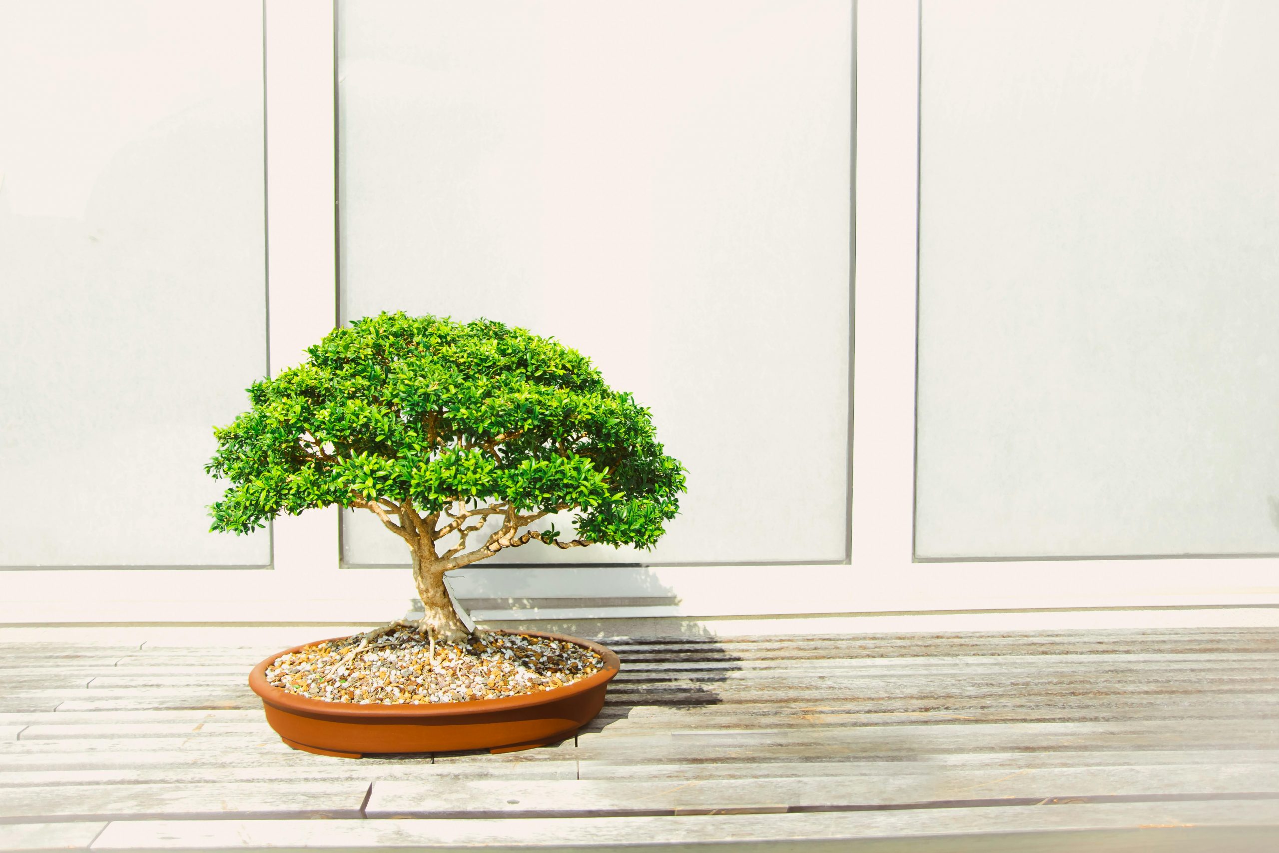 Tips for growing a bonsai tree