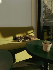 Colour and pets