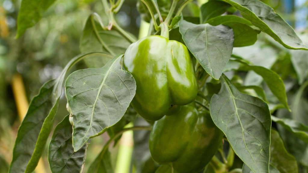 Companion plants for bell peppers SA Garden and Home