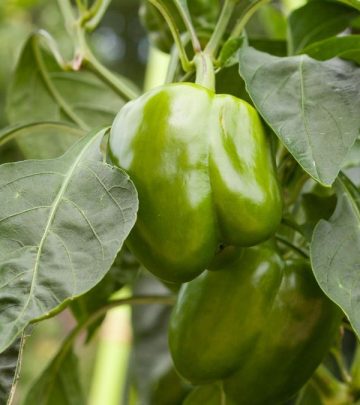Companion plants for bell peppers
