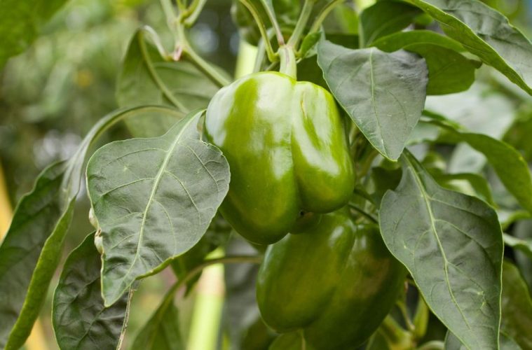 Companion plants for bell peppers