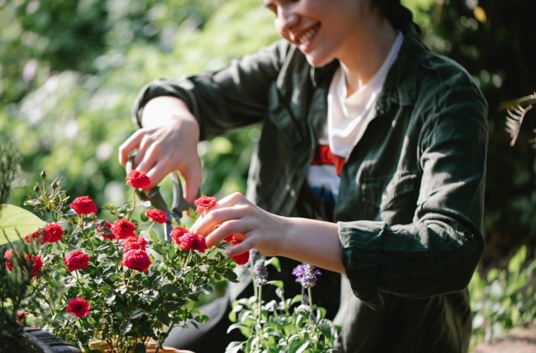 The best cut flowers to grow in your garden