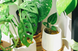 How to fix mouldy houseplants