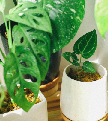 How to fix mouldy houseplants