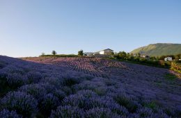 How to landscape with lavender