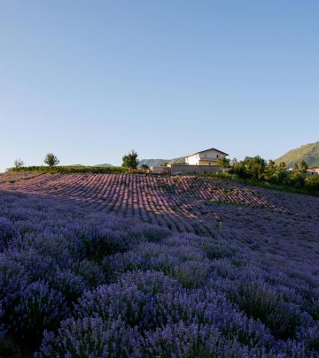 How to landscape with lavender