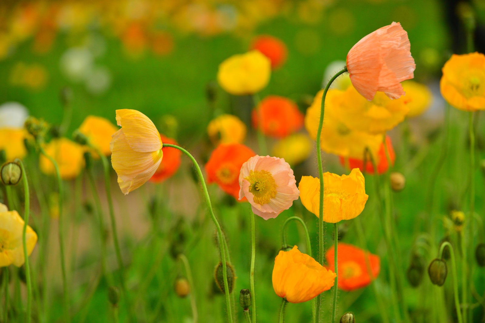 Iceland poppies