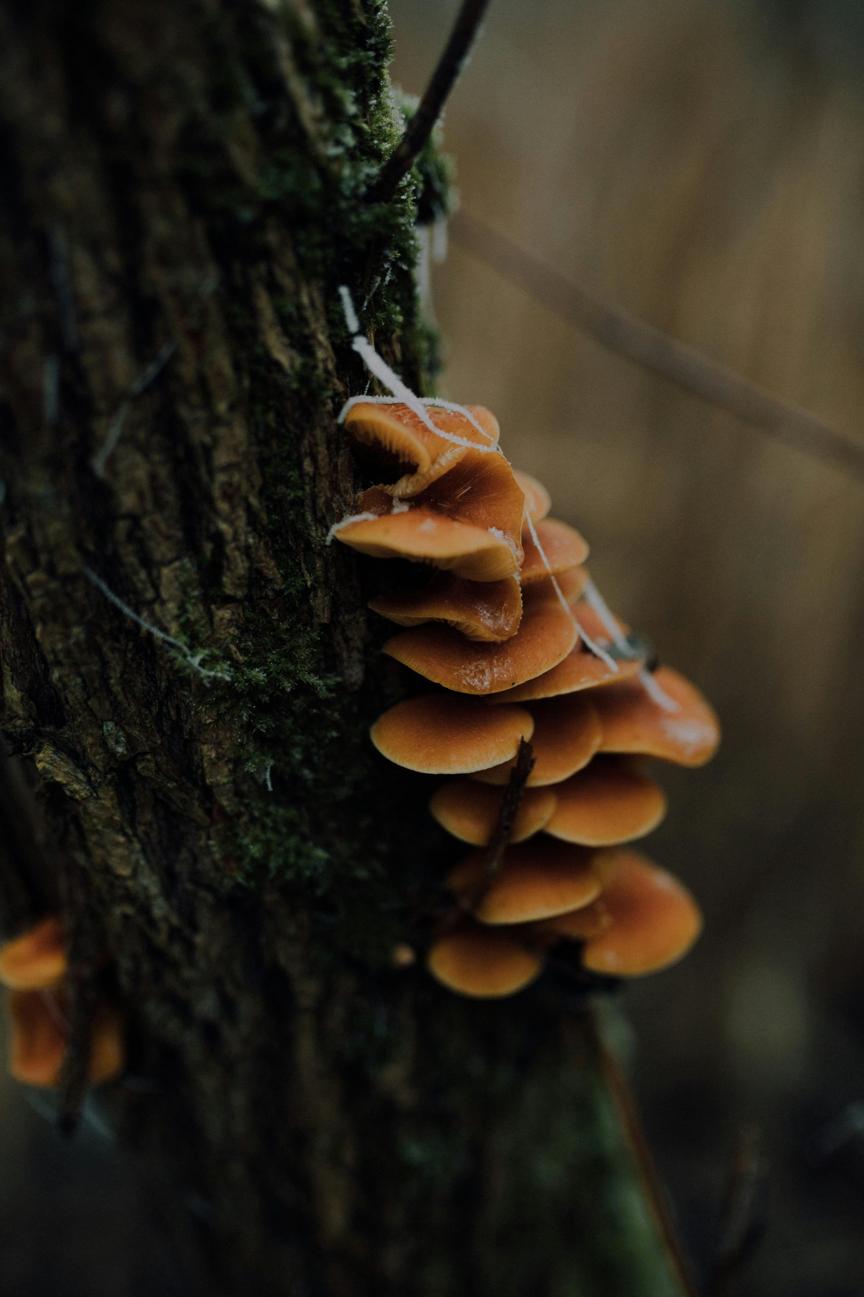 Mushrooms on trees