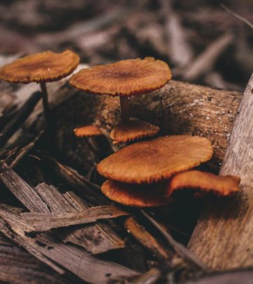 Mushrooms growing on trees