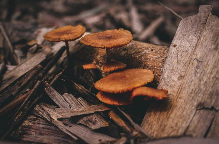 Mushrooms growing on trees