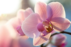 Cape Orchid Society