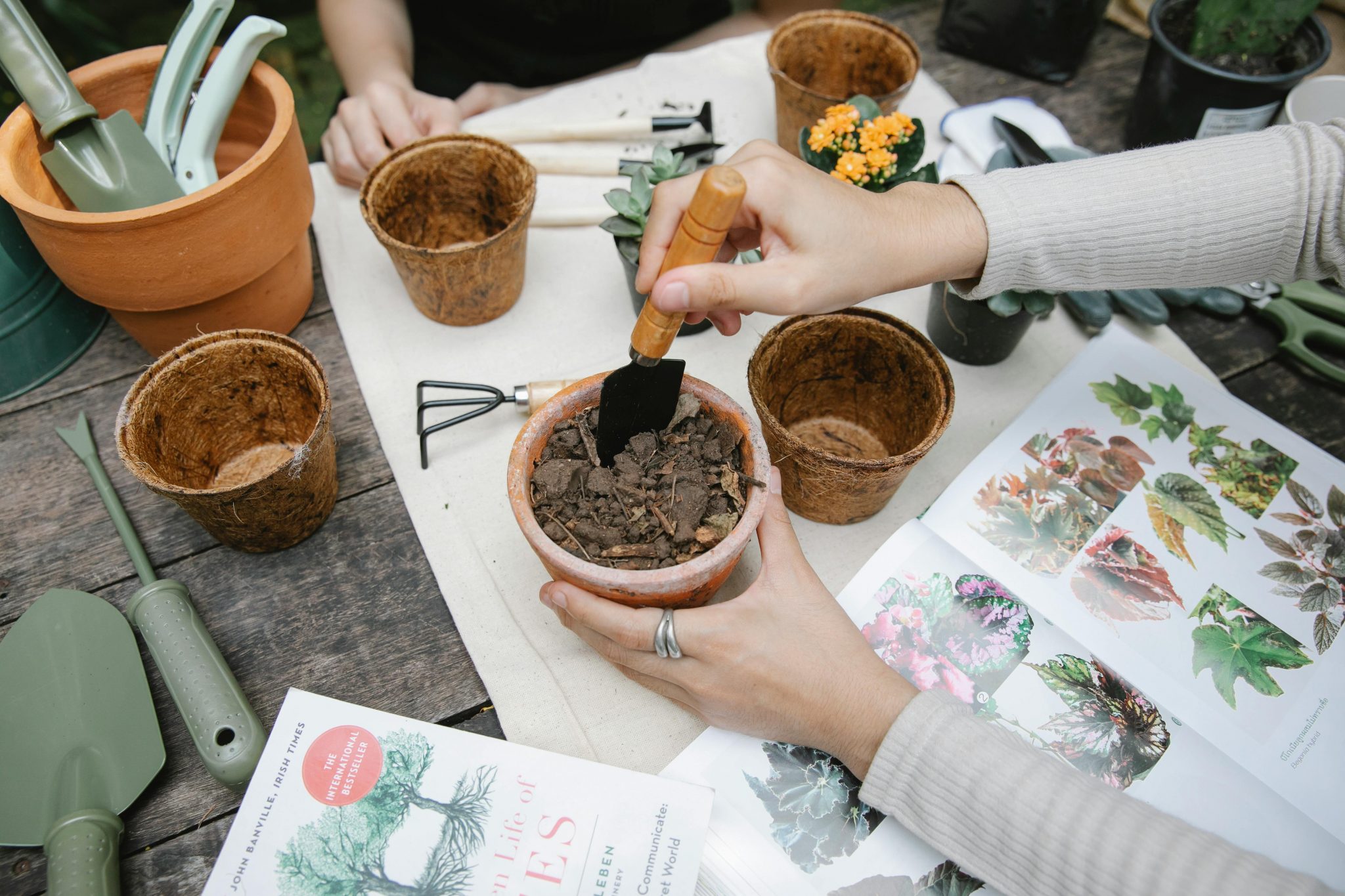 Understanding the difference between potting soil and potting mix SA