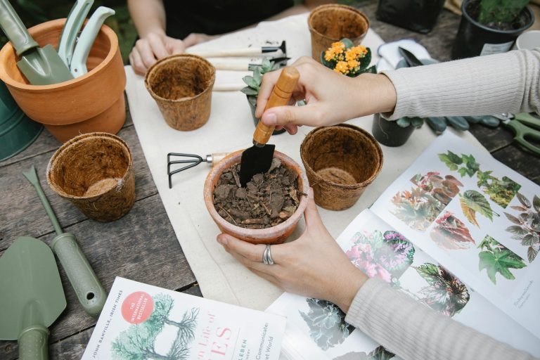 Understanding the difference between potting soil and potting mix SA