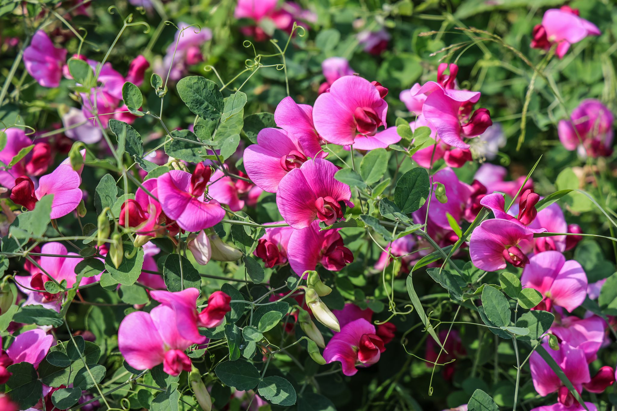 Sweet Peas