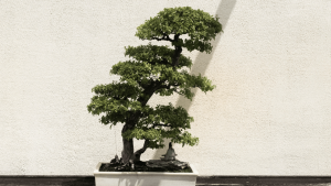 Tips for growing a bonsai tree (1)