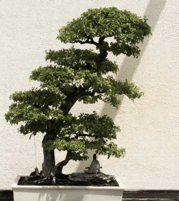 Tips for growing a bonsai tree (1)