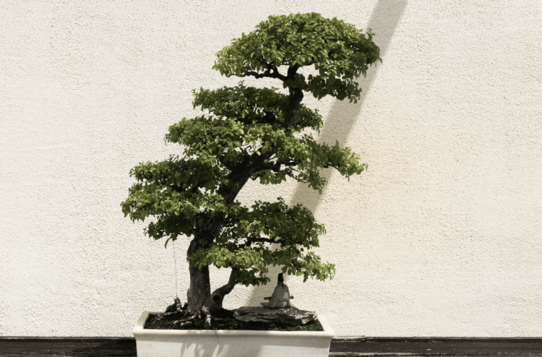 Tips for growing a bonsai tree (1)