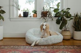 Understanding your pets and colour in your home