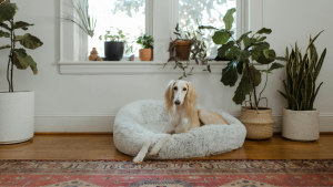 Understanding your pets and colour in your home
