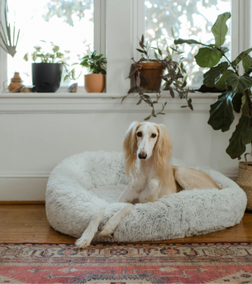 Understanding your pets and colour in your home