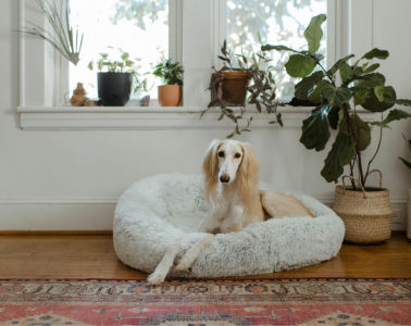 Understanding your pets and colour in your home