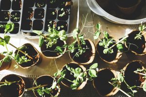 Winter herbs and flowers to plant