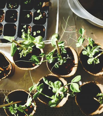 Winter herbs and flowers to plant