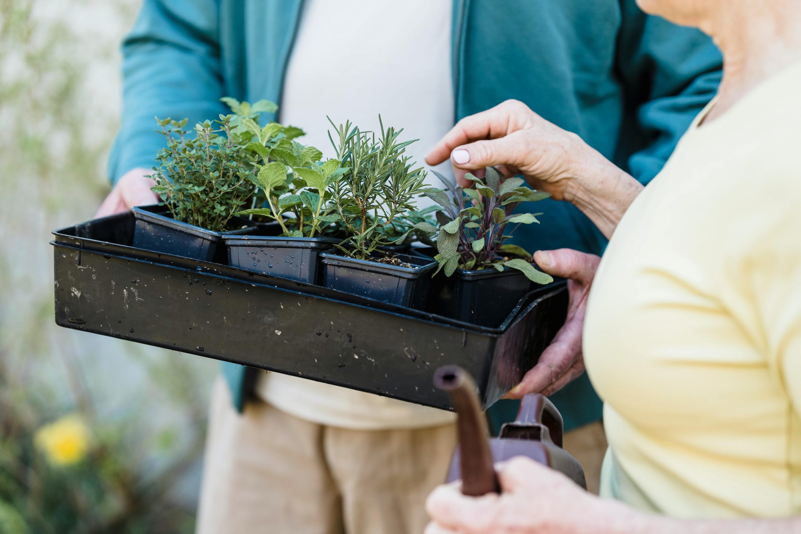 Winter herbs and flowers to plant