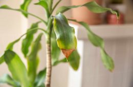 Winter signs - houseplant care