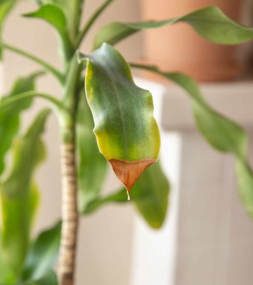 Winter signs - houseplant care