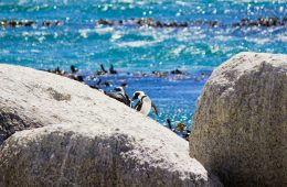 Just in: Boulders Beach is the second-best beach in the world