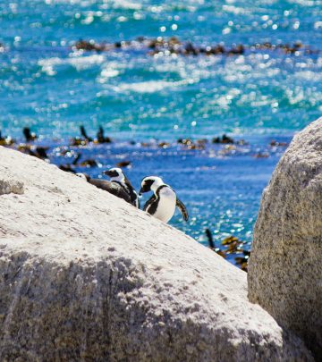 Just in: Boulders Beach is the second-best beach in the world