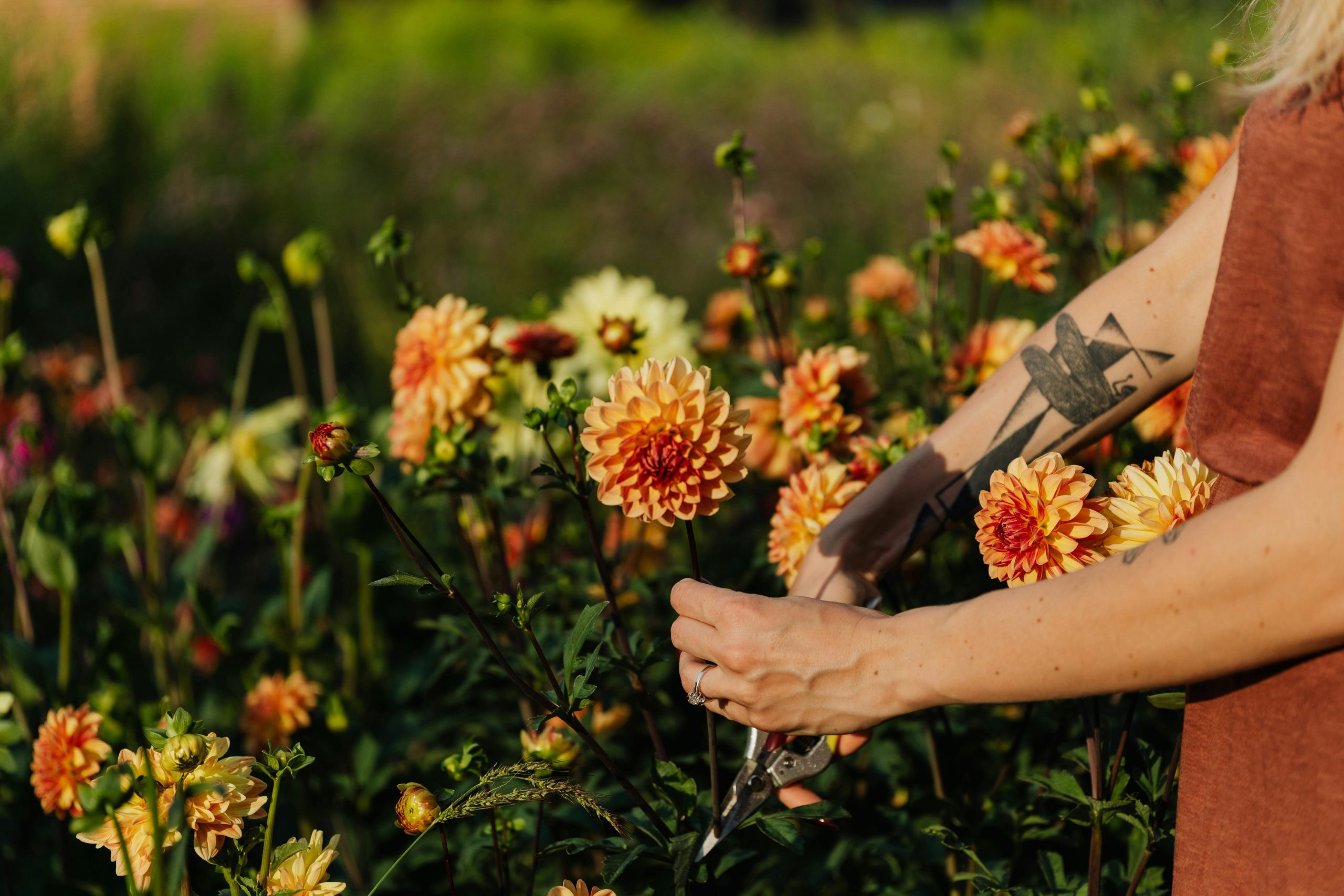 Cut flowers to grow in your garden