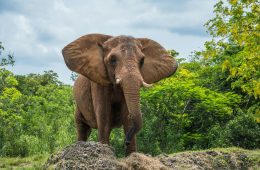 Elephant storms safari vehicle fatally injuring tourist in Kafue National Park