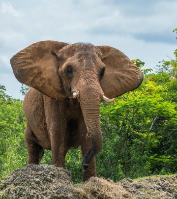 Elephant storms safari vehicle fatally injuring tourist in Kafue National Park
