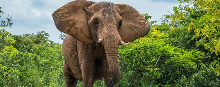 Elephant storms safari vehicle fatally injuring tourist in Kafue National Park