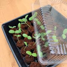 Seeds in container stratifying 