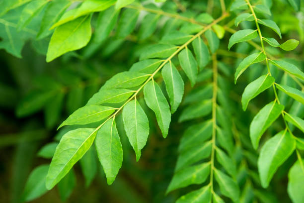 Close up of Neem Tree leaves