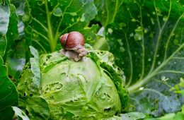 Garden snail is sitting on cabbage in the garden, leaves with holes, eaten by pests