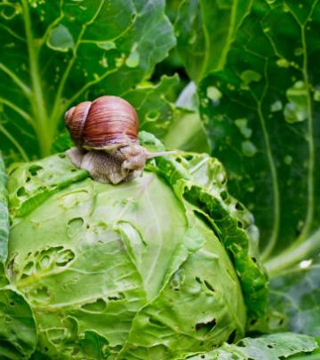 Garden snail is sitting on cabbage in the garden, leaves with holes, eaten by pests