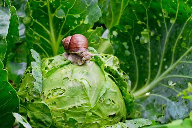 Garden snail is sitting on cabbage in the garden, leaves with holes, eaten by pests