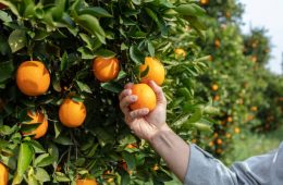 Close up Hand and Oranges in Orange Farm.