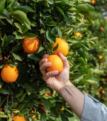 Close up Hand and Oranges in Orange Farm.