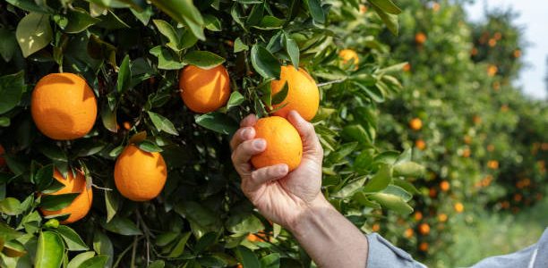 Close up Hand and Oranges in Orange Farm.