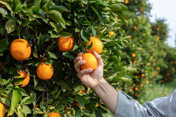 Close up Hand and Oranges in Orange Farm.