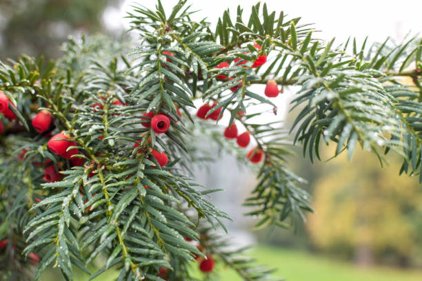 English Yew (Taxus Baccata) in fruit with red berries.