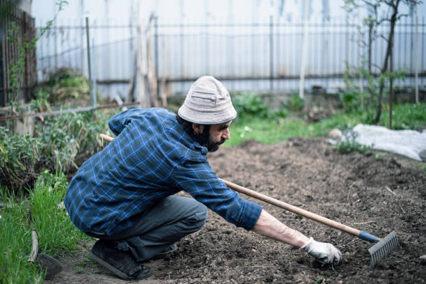 Man uniforms the land with the rake after planting vegetables