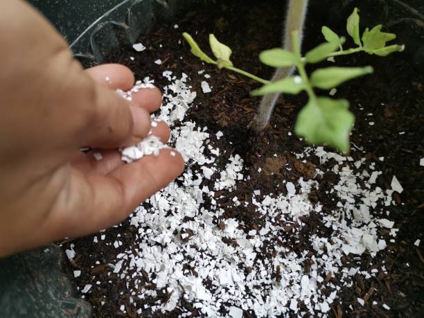 One way to fertilize plants is to use beaten egg shells.