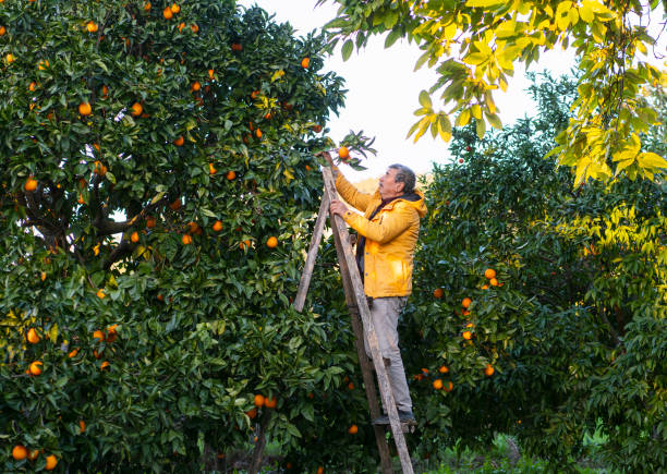 Senior farmer working in orange tree and picking oranges